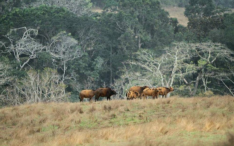 Forest buffalos