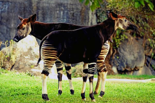 Okapi in Democratic Republic of Congo. | Photo by Grace Tshiyonga/Wikimedia Commons