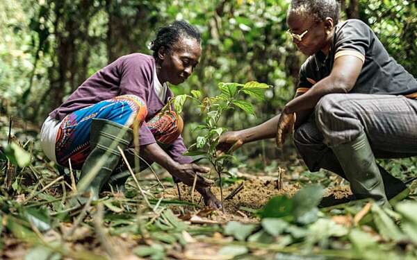 Img ebony project replanting