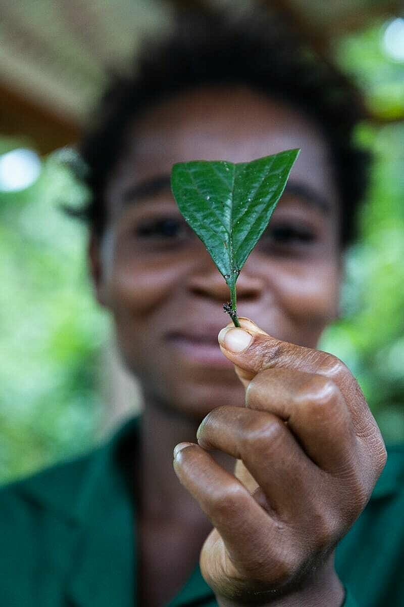 Img ebony project leaf 18104