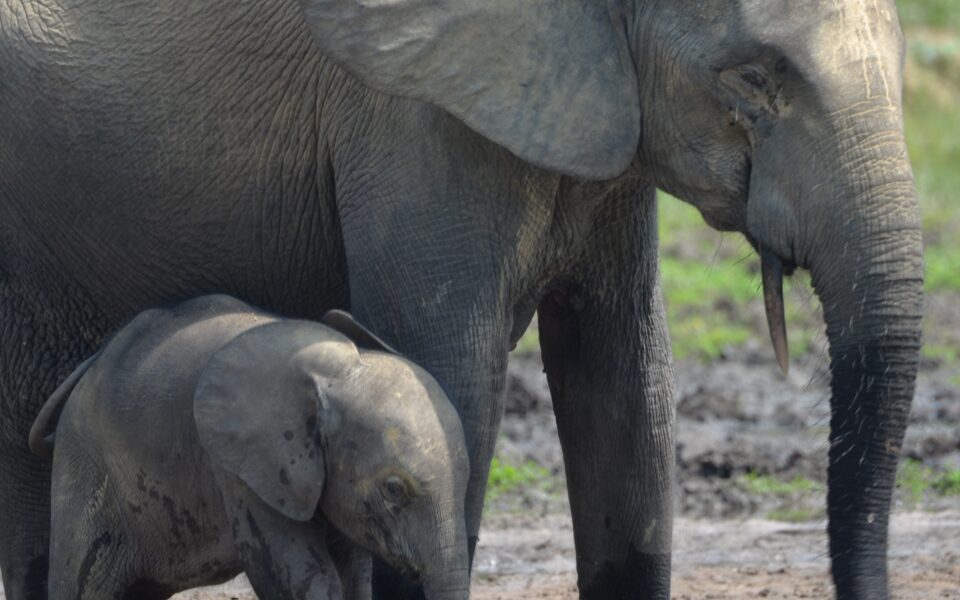 Ebony Forest elephants