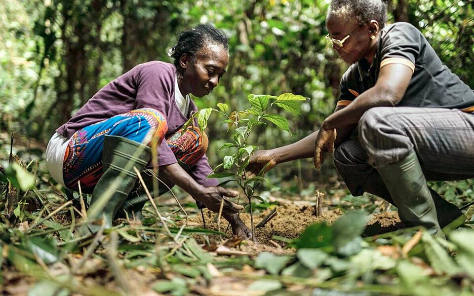 Img ebony project replanting