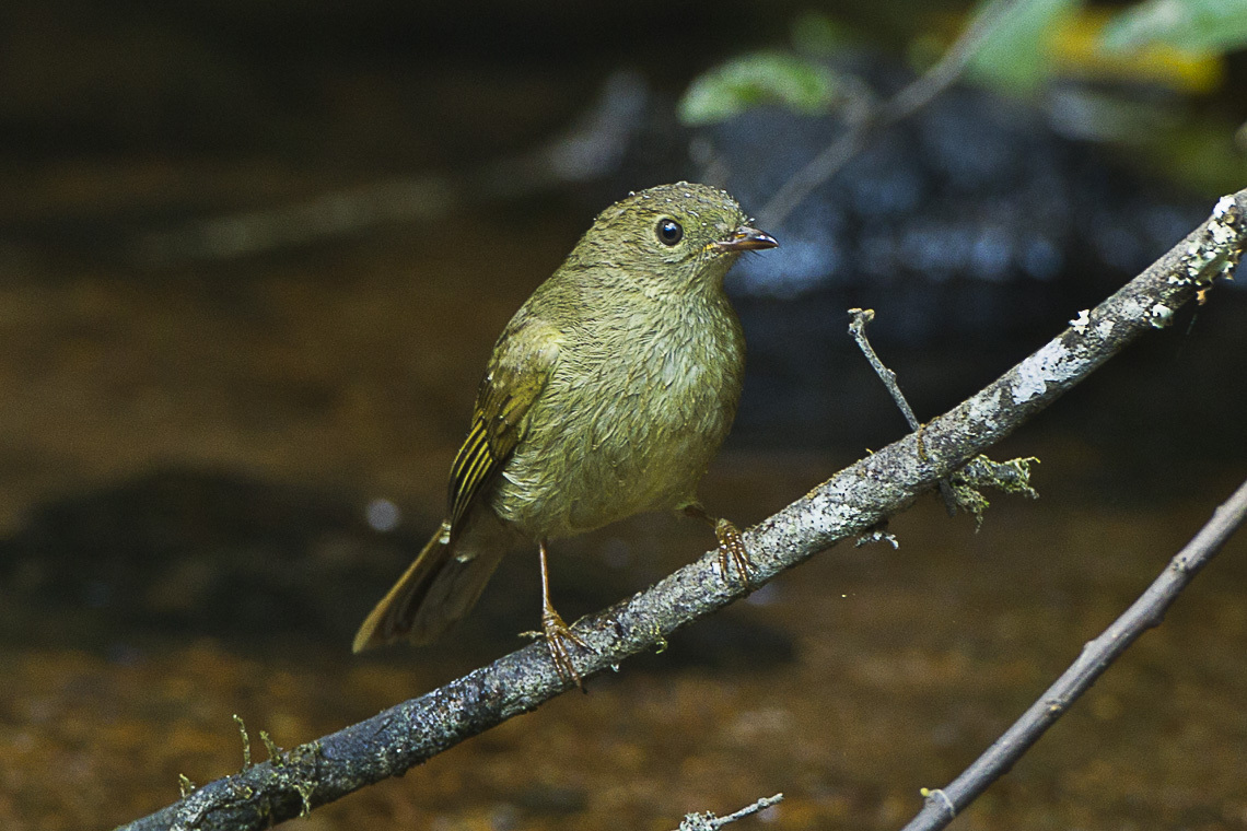 Little Greenbul