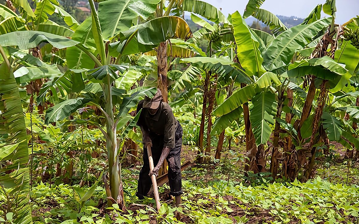 Extending typologies along the scaling pathway can improve interventions and farmer livelihoods
