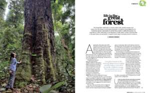 TA90 Life in the green forest 0