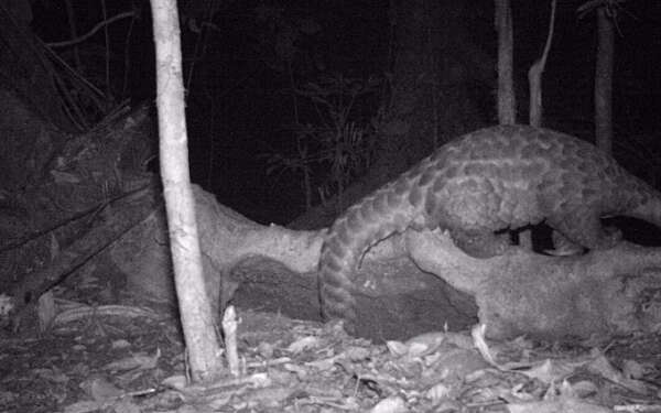 Giant pangolin camera trap image