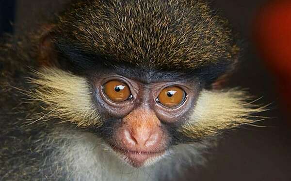 Russet Eared Guenon Equatorial Guinea monkey image by TBS