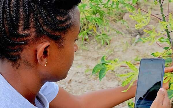 Using the Nuru app to detect diseases on cassava