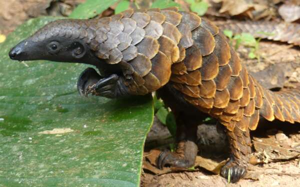 Pangolin