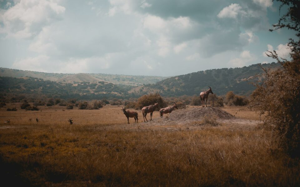 Akagera National Park in Rwanda