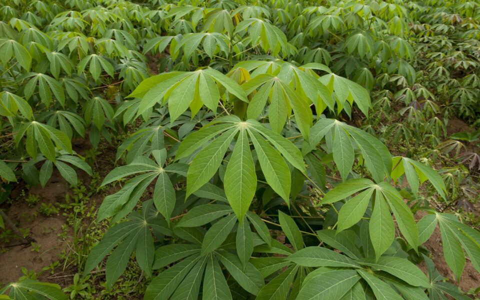 Cassava