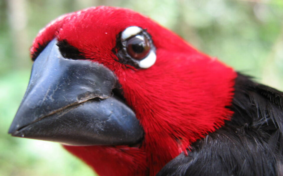 This black-bellied seedcracker has a large bill, but some have much smaller bills. UCLA’s Tom Smith has finally learned that this unusual size variance is caused by growth hormonesSeedcracker