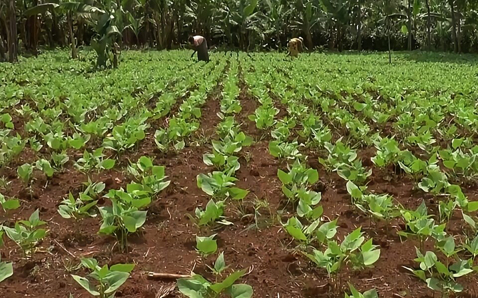Crops improved by technologies