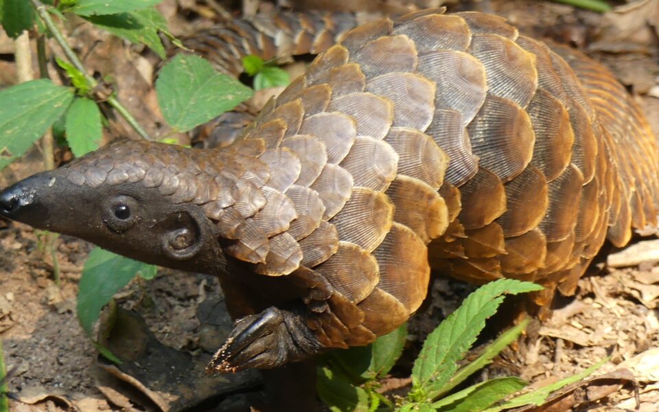 Pangolin Trafficking Project Researchers Voice Concerns about Pangolin  Awareness — Congo Basin Institute