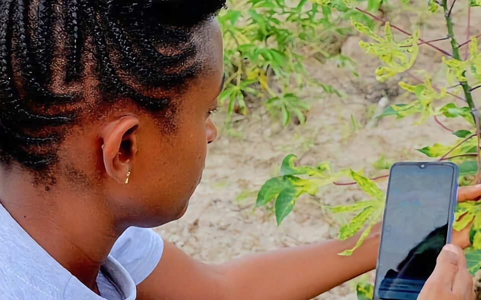 Using the Nuru app to detect diseases on cassava