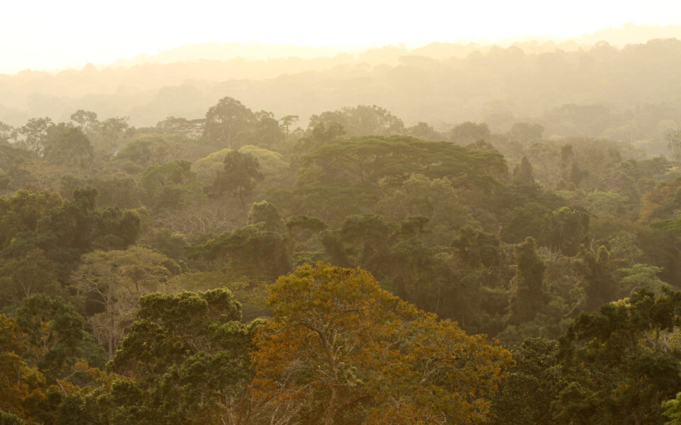 Greg Grether Bouamir Canopy