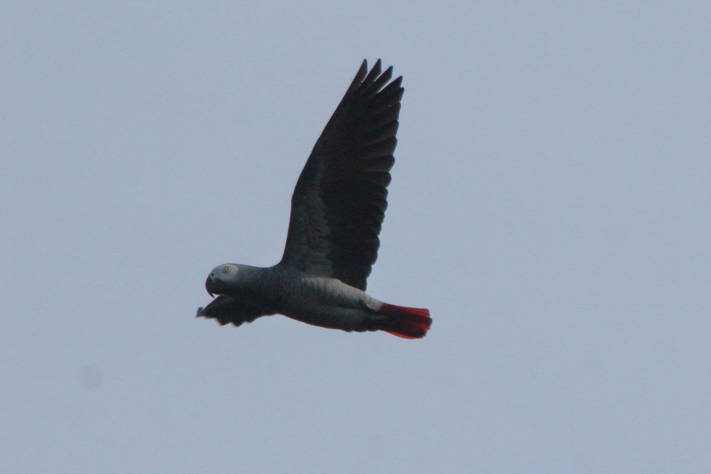 African Grey Parrot flying in the sky