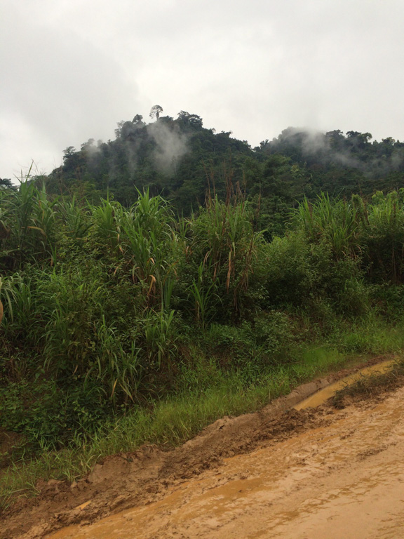 Intact section of rainforest in Cameroon.