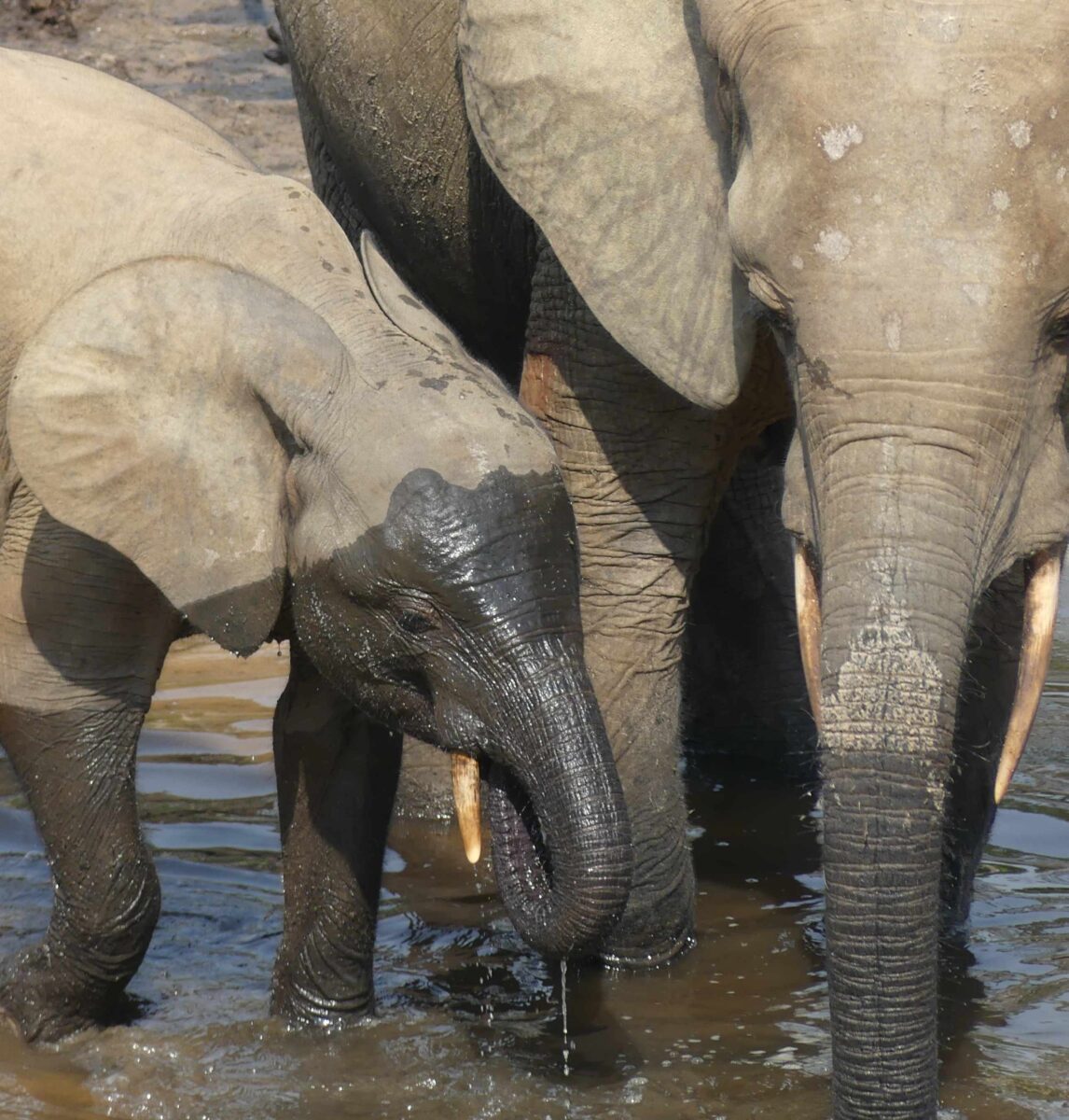 African forest elephants